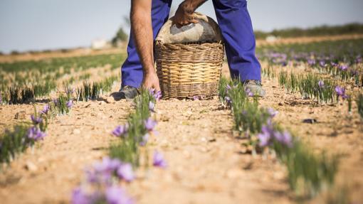 Para conseguir un kilo de azafrán se necesitan hasta 250.000 flores